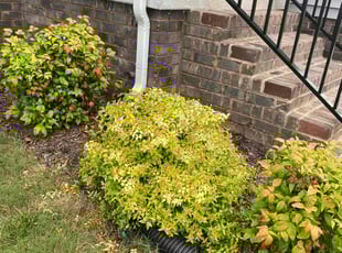 Bush Trimming by Mario Giallombardo for Pamela H. in Stonehouse, VA