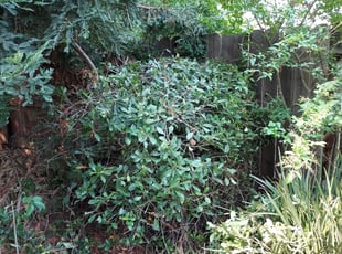 Bush Trimming by Juan Rodriguez for Anel F. in Sacramento, CA