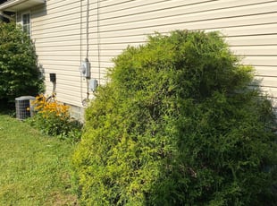 Bush Trimming by Mickey Chounramany for Chanze L. in Akron, OH