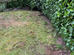 Bush Trimming by Marisa Blair for Danielle H. in Gig Harbor, WA