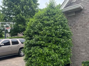 Bush Trimming by Thomas Dobak for William G. in Hendersonville, TN