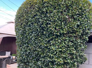 Bush Trimming by Alfonso Mateo for Franklin J. in Los Angeles, CA