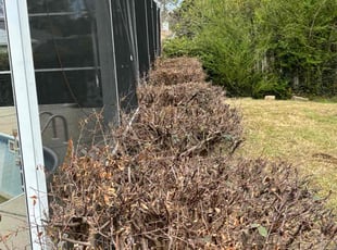 Bush Trimming by Kenneth Rome for Larry M. in Pensacola, FL
