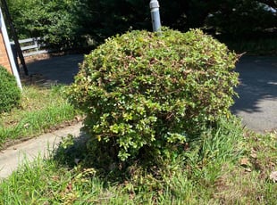 Bush Trimming by Chris Bruhh for Jeff H. in Mechanicsville, VA