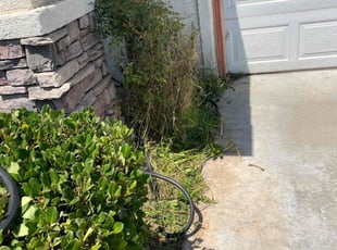 Bush Trimming by Carlos Reyna for Jack S. in Fontana, CA