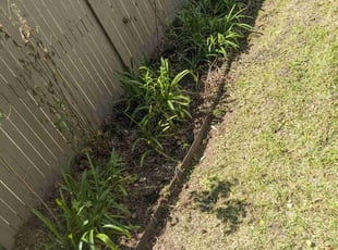 Weeding by Austin Singleton for Anita K. in Charleston, SC