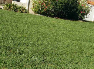 Layna S.'s Lawn Mowing Service service result