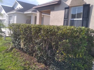Bush Trimming by Wildalbert Ortiz for Morgan M. in Davenport, FL