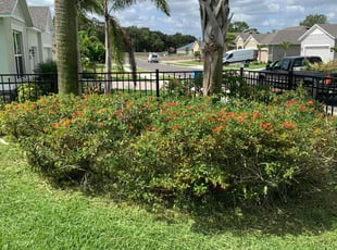 Bush Trimming by Joseph Comerford for Alexander B. in Palm Bay, FL