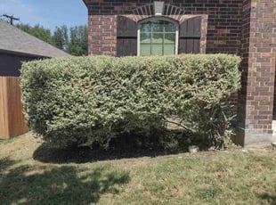 Bush Trimming by Mark Carrizales for John M. in San Antonio, TX