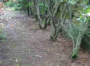 Leaf Removal by Christian Gonzalez for Hadley W. in Charlotte, NC