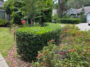 Bush Trimming by Christopher Harper for Flora R. in Gainesville, FL