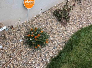 Bush Trimming by Juan Quintanar for Lucille D. in Fresno, CA