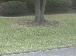 Bush Trimming by Keymah Hills for David G. in Saint Gabriel, LA