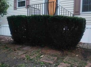 Bush Trimming by Aaron Lovejoy for Diane S. in Rochester, NH