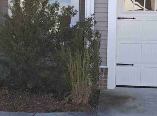 Bush Trimming by Kelvin Gooding for Arun B. in Chesapeake, VA