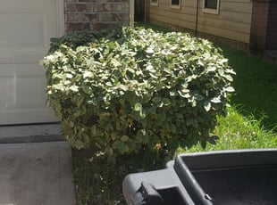 Bush Trimming by Timothy Cervantes for Chanda D. in Houston, TX