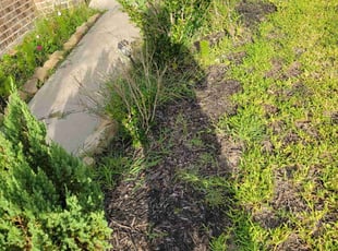 Weeding by Gladis Carcamo for James H. in Park Row, TX