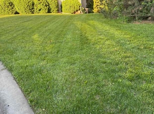 Sidat N.'s Yard Cutting service result