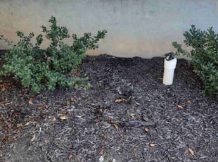 Weeding by Michael Weaver for Jason G. in La Vergne, TN
