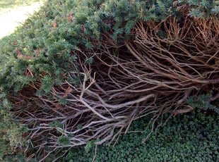 Bush Trimming by Chenita Perry for Mark F. in Greenwood, IN