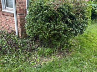 Bush Trimming by Rachel Pensyl for Allen S. in Harrisburg, PA