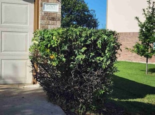 Bush Trimming by Bryant Infante Baez for Jo K. in Pflugerville, TX