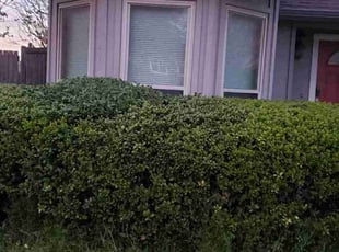Bush Trimming by Gladys Smith-Duran for John T. in Dallas, TX