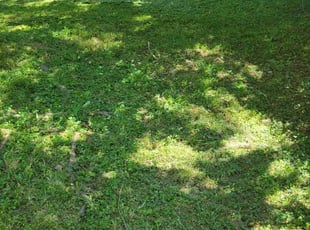 Leaf Removal by Curtis Holloway for Roy D. in Columbia, MD