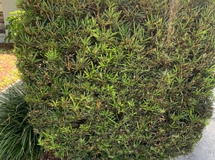 Bush Trimming by Ramona Lara for Sabrina B. in Brandon, FL
