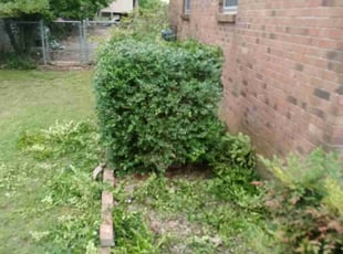 Bush Trimming by Kewon Andrews for Jere C. in Olive Branch, MS