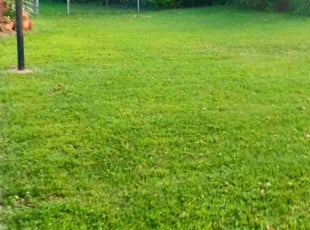 Thomas P.'s Lawn Mowing Service service result