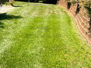 Burneice S.'s Lawn Mowing service result