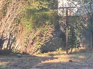 Bush Trimming by Latedra Henderson for Julian R. in Colorado Springs, CO