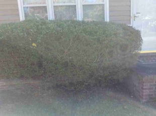 Bush Trimming by Daquan Pyles for Steve B. in Greenville, SC