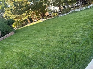 Pam F.'s Yard Cutting service result