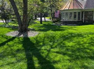 David T.'s Lawn Mowing service result