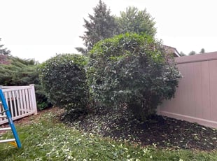 Bush Trimming by ROLANDO ICO COC for Dwayne H. in Lititz, PA
