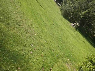 Georgette J.'s Lawn Care service result