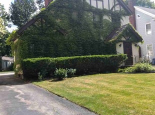 Bush Trimming by Markus Watson for Tom L. in Rochester, NY