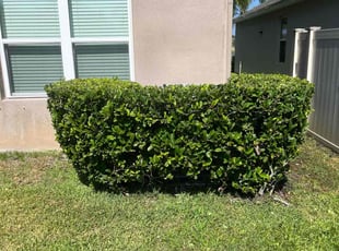 Bush Trimming by Paul Bartholomew for Courtney S. in Palm Bay, FL