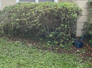 Bush Trimming by Herschell Bradley for Wissam S. in Tallahassee, FL