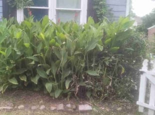Bush Trimming by Eric Morgan for Max N. in Hampton, VA