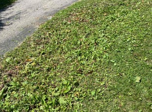Weeding by Deshawn Chester for Eunice R. in Rochester, NY