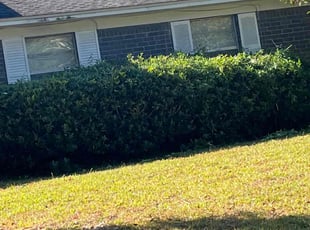 Bush Trimming by Charles Gulley for Joseph S. in Pensacola, FL