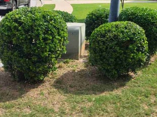 Bush Trimming by Denise Santana for Christopher H. in Acworth, GA