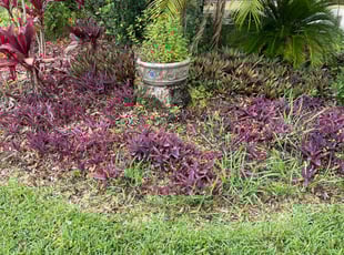 Weeding by Pedro Rentas for Sophia M. in Lake Mary, FL