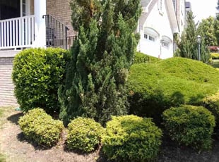Bush Trimming by Terry Collins for Bob M. in Ashburn, VA