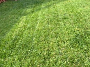 Darrell P.'s Lawn Mowing service result