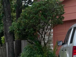 Bush Trimming by Gerardo Marroquin for Jeanie W. in Spring, TX